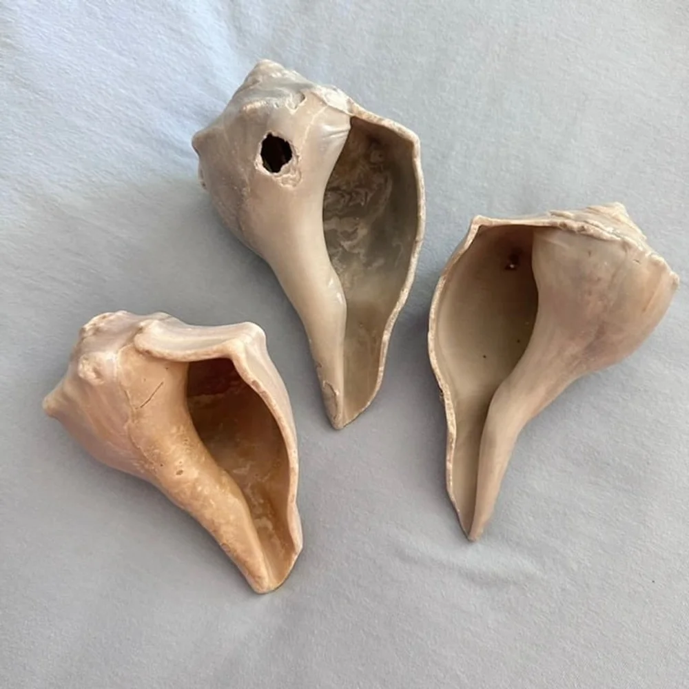 Natural Conch Shells,  Set of 3, each 5